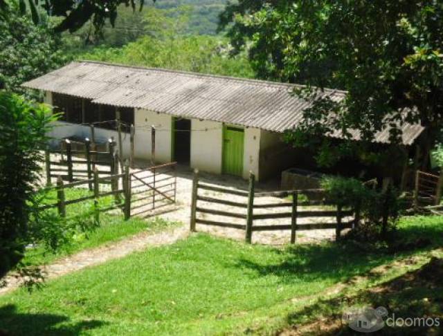 Finca en Venta En La Pintada $ 1300.000.000