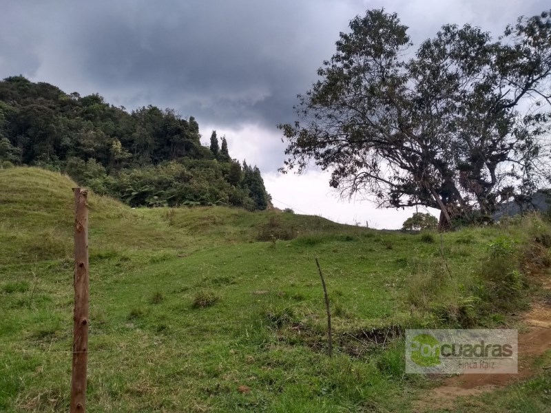 LOTE EN LA CEJA