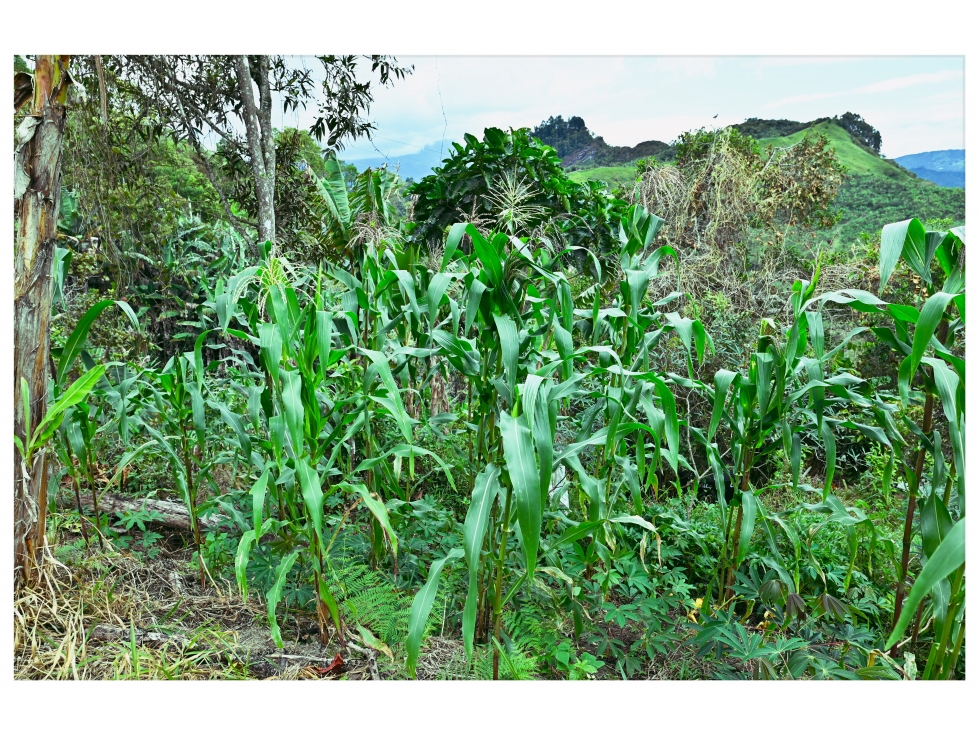 LOTE AGRO Ó ECOTURISTICO_EN VENTA _ILÓ SASAIMA