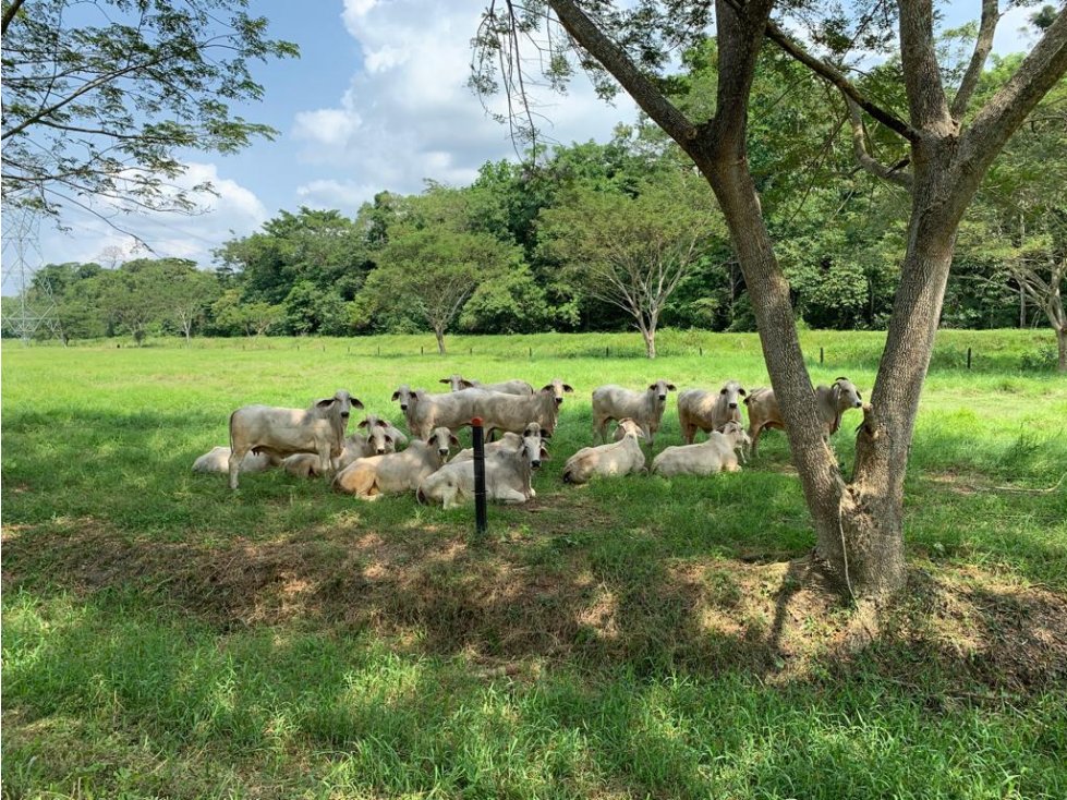 FINCA GANADERA AMPLIA Y COMPLETA EN CIMITARRA