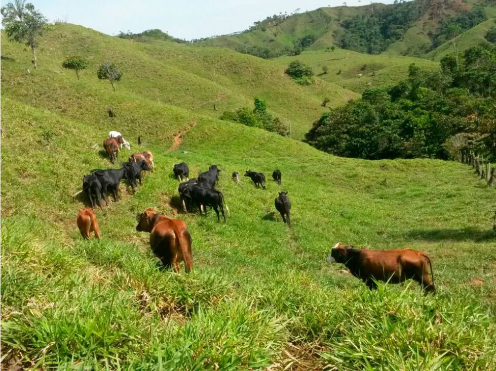 VENDO FINCA GRANDE  DE 180 HA Y BARATA, MULTIPROPÓSITO EN SAN LUIS