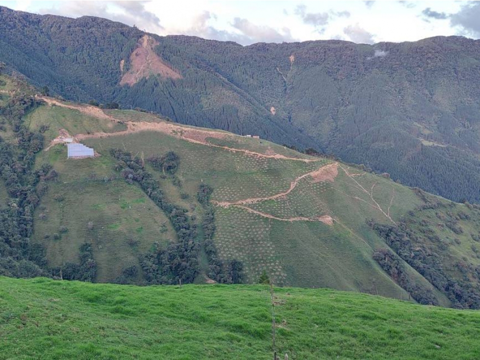 VENDO FINCA DE 40 HECTÁREAS EN AGUACATE HASS EN BELMIRA ANTIOQUIA