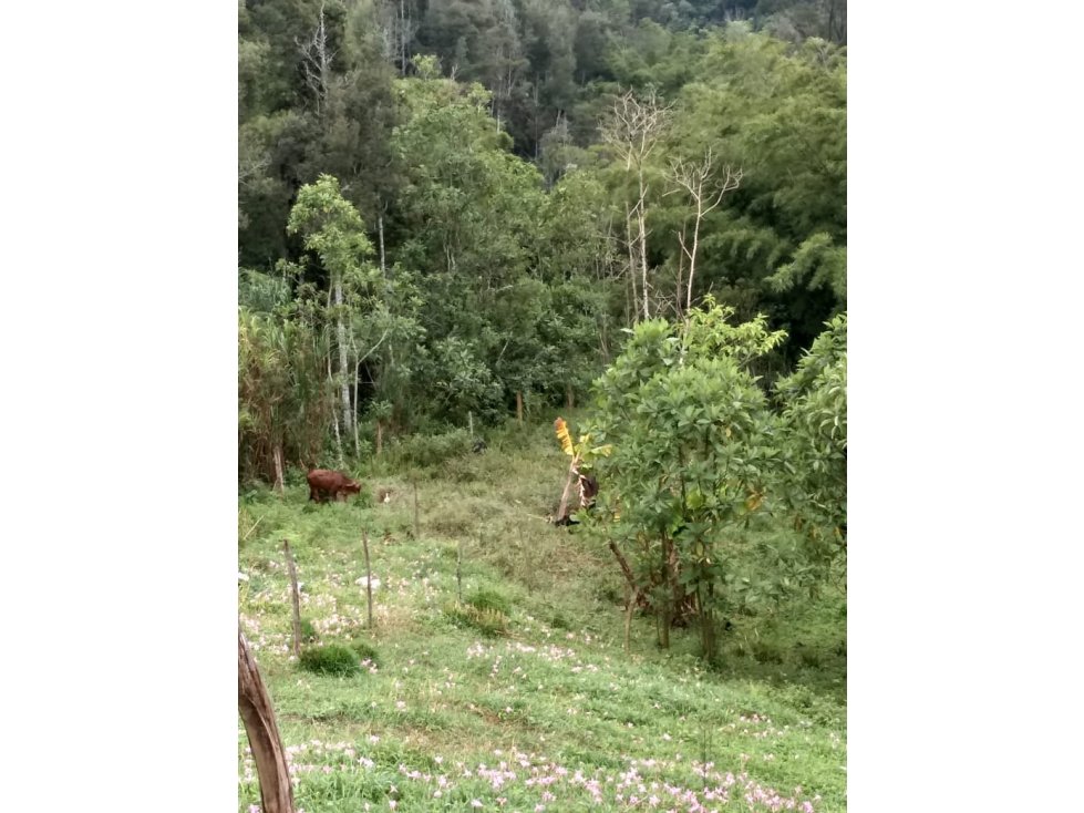 Vencambio Finca Vereda Primavera El Peñol