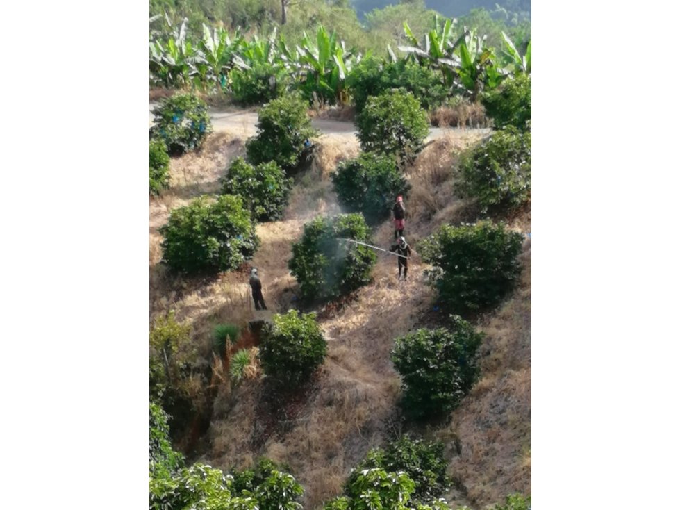 VENTA DE FINCA  EN LA VEREDA LOS LOBOS PALESTINA