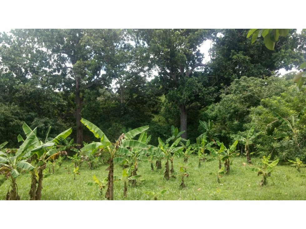 VENDO FINCA LOTE EN ARROYO PIEDRA Y PUNTA CANOA