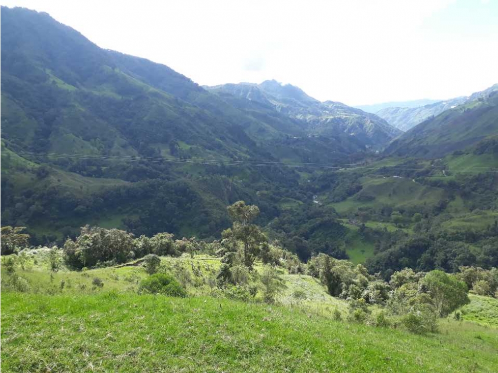 Finca de 1400 cuadras en Toche a 44 km de Salento