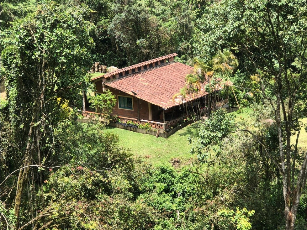 FINCA FREDONIA ANTIOQUIA