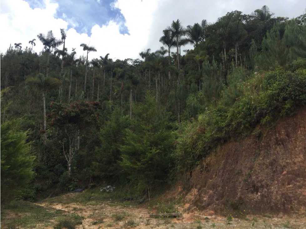 FINCA EN GUATAPE SEMBRADA DE PINOS Y EUCALIPTOS