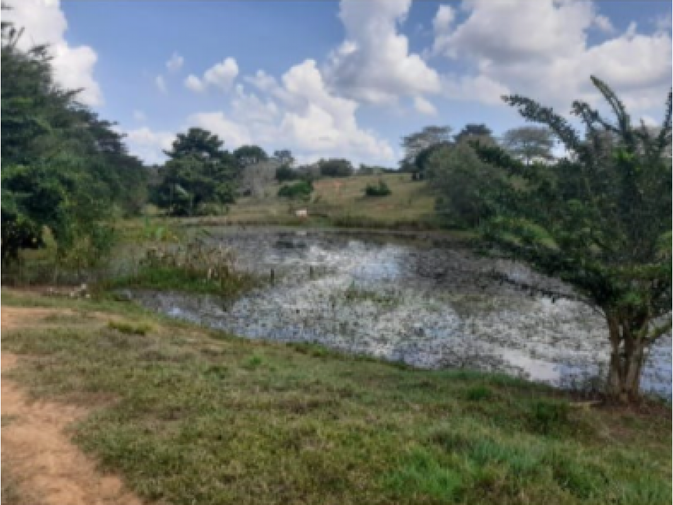 SE VENDE FINCA DE 90 HECTAREAS VIA MONTERÍA-TIERRALTA