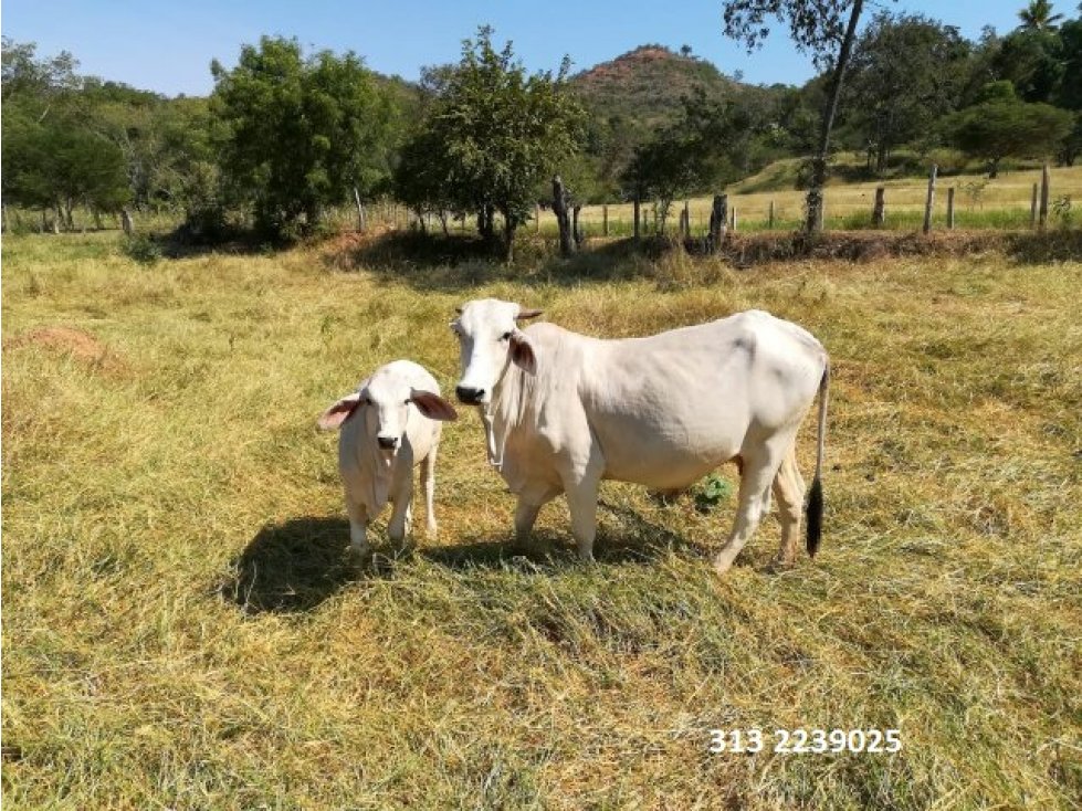 VENDO FINCA EN NILO-CUNDINAMARCA (REF. F/67)