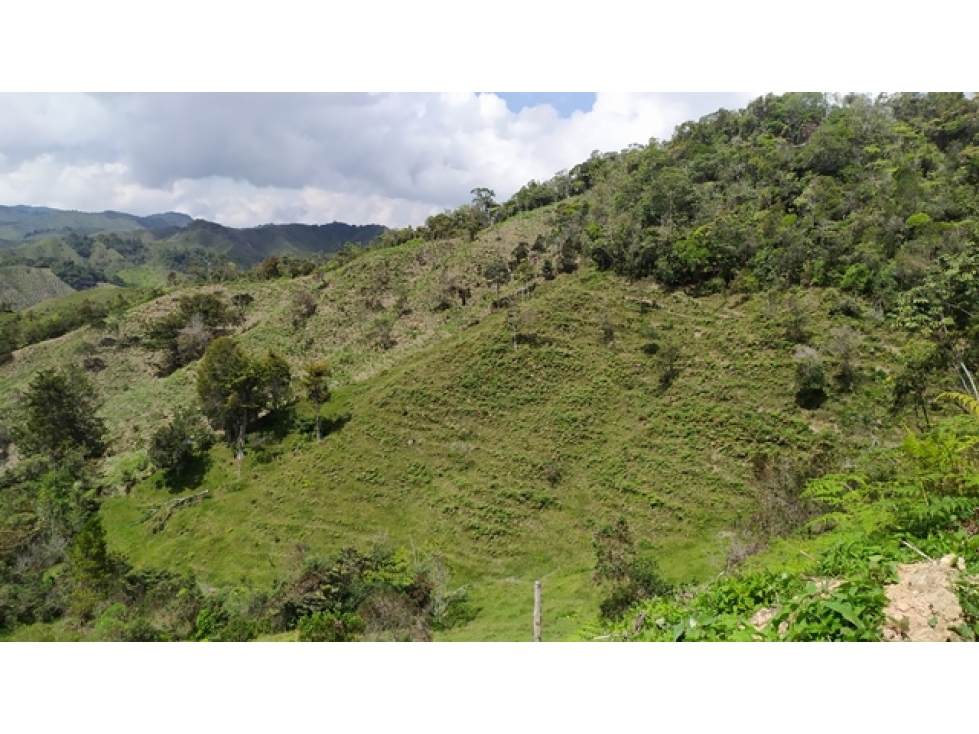 FINCA PRODUCTORA EN SANTO DOMINGO ANTIOQUIA