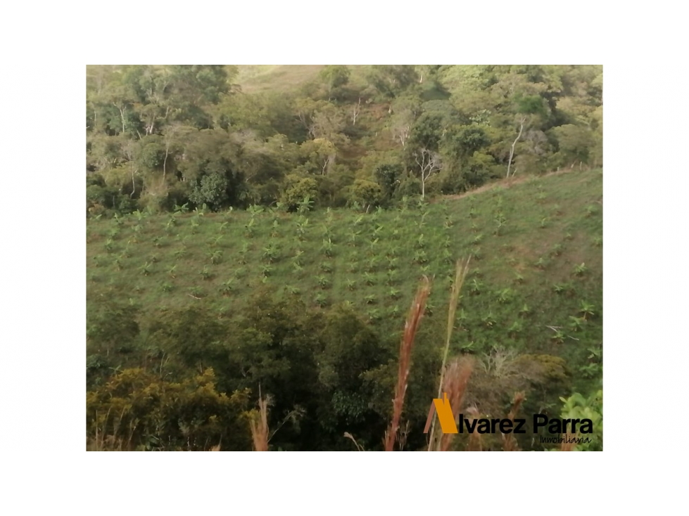 Se vende Finca en el Hato 28 Hectareas