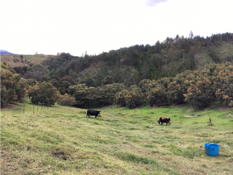 Venta de Finca  en El Retiro sector Pantanillo