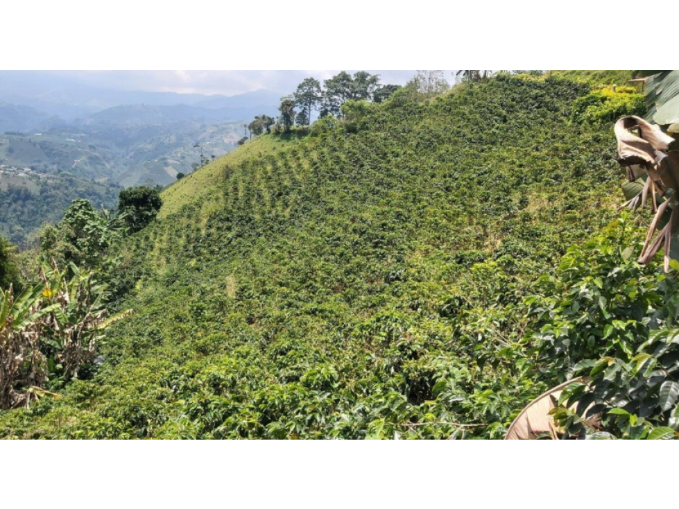 SE VENDE FINCA TURISTICA SECTOR ALTO DEL NARANJO.