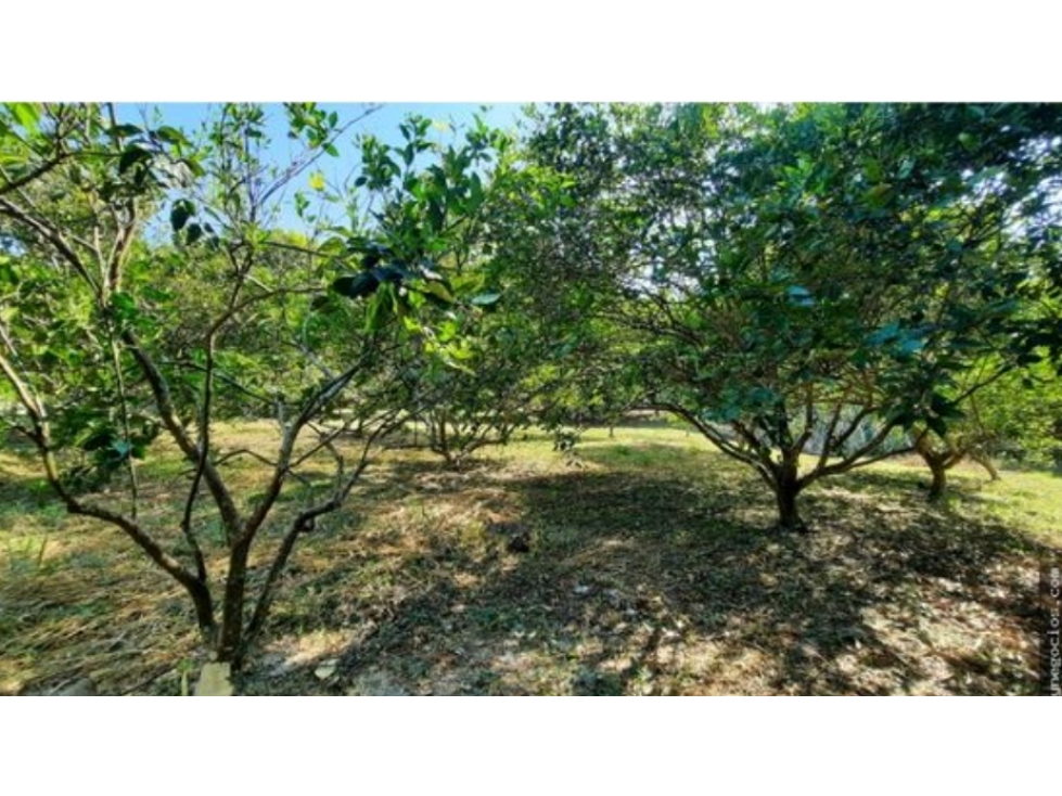 VENDO LOTE PLANO CAMPESTRE SAN LUIS TOLIMA. EA