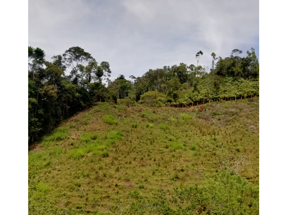 VENTA DE FINCA PRODUCTORA 15 HECTÁREAS EN SAN ROQUE ANTIOQUIA