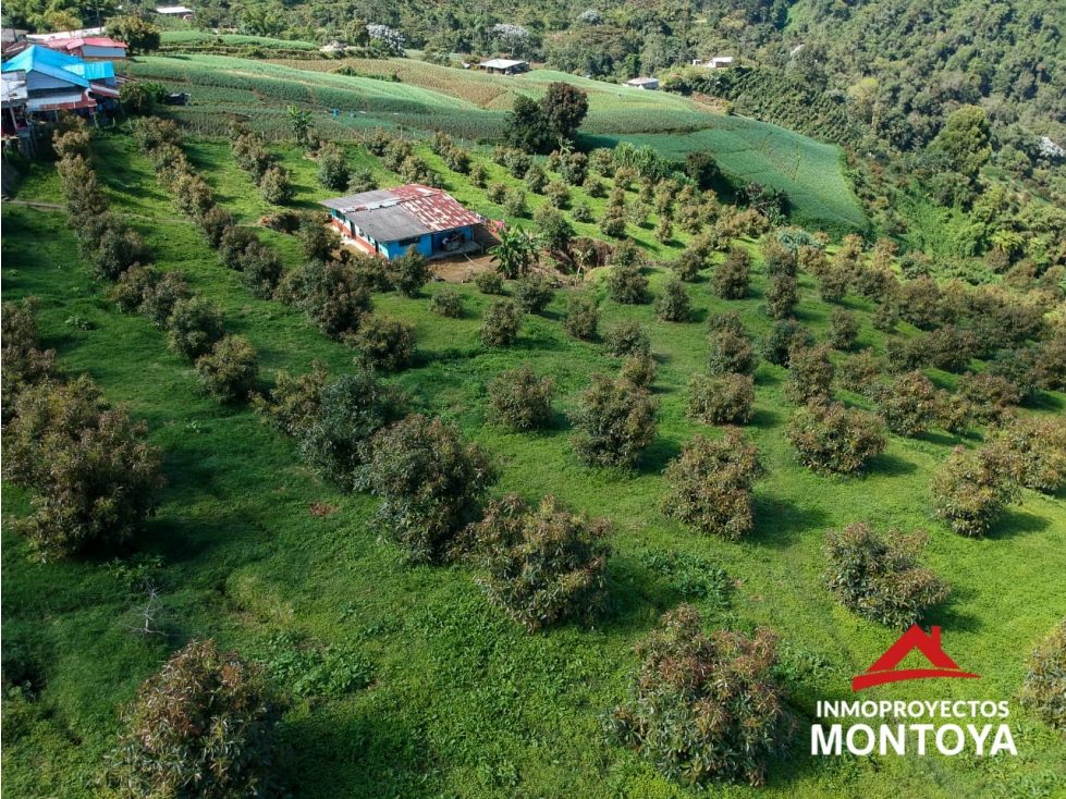 Finca de aguacte Hass en La Florida, Pereira