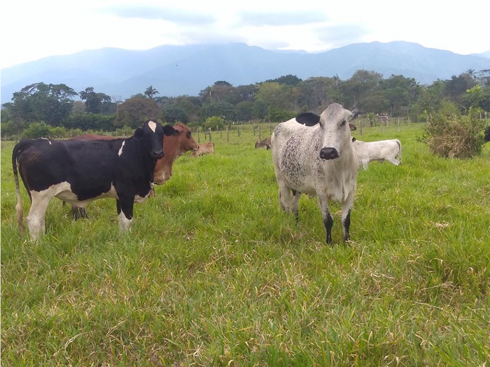 FINCA DE 4 HECTAREAS ENTRE ACACIAS Y GUAMAL-META