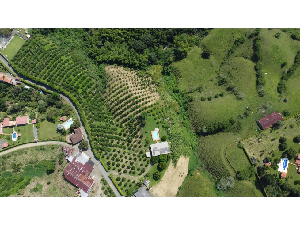 Se vende finca en combia cultivada en cítricos