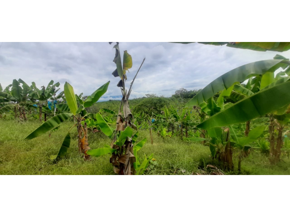 Se vende Finca Pueblo Tapao Quindío