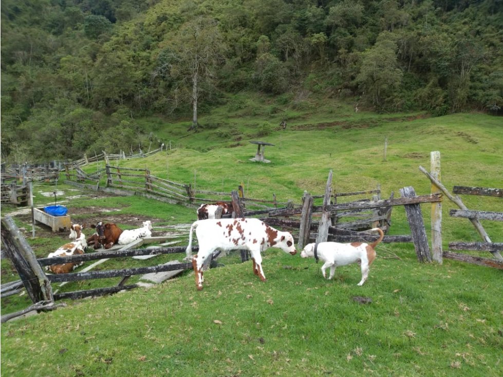 Se vende Finca en Génova Quindío