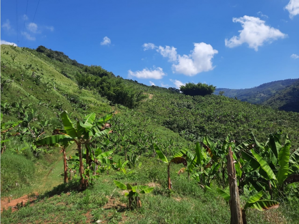 Se vende Finca en Ansermanuevo Valle