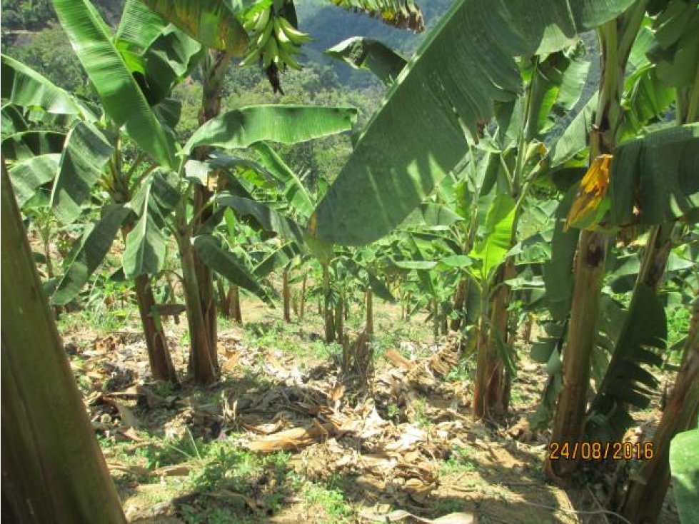 Se Vende Finca En El Tolima