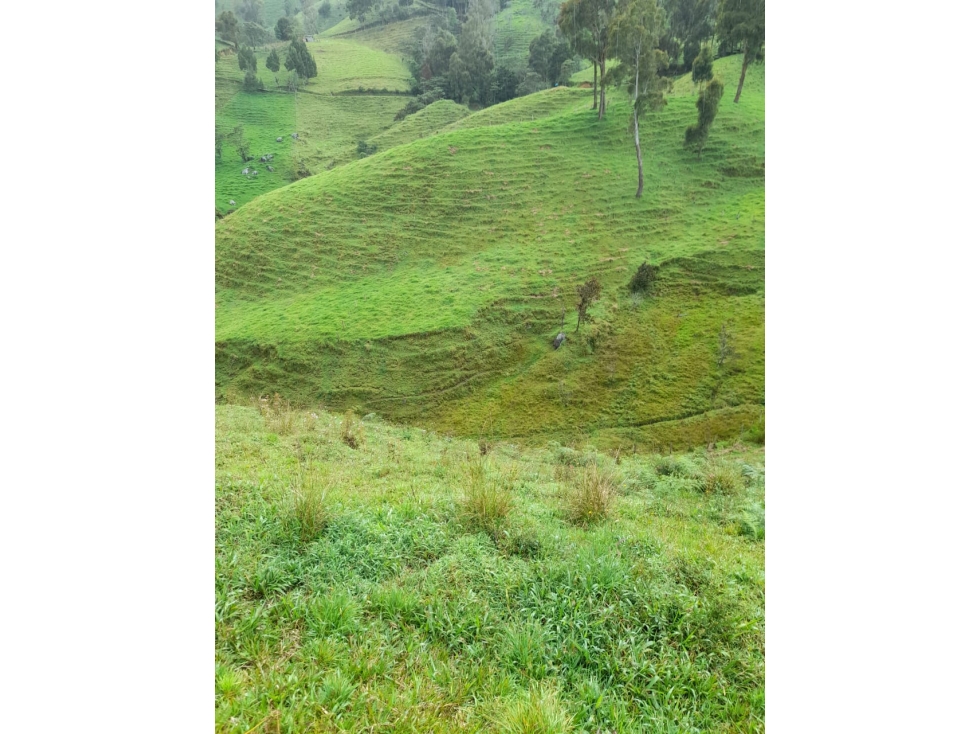 VENDO FINCA EN SAN PEDRO AGROINDUSTRAL VEREDA LA PALMA