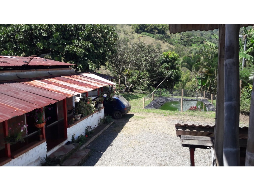 SE VENDE FINCA - VITERBO - VEREDA MORRO AZUL