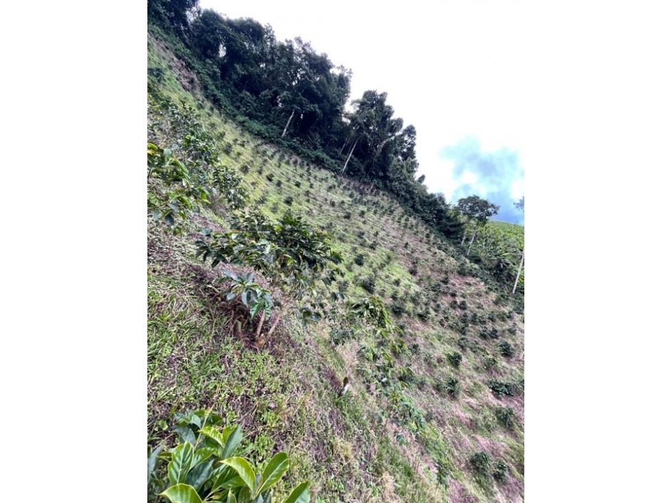 FINCA CAFETERA CON 7 HECTAREAS Y 1/2 EN BELÉN DE UMBRIA.