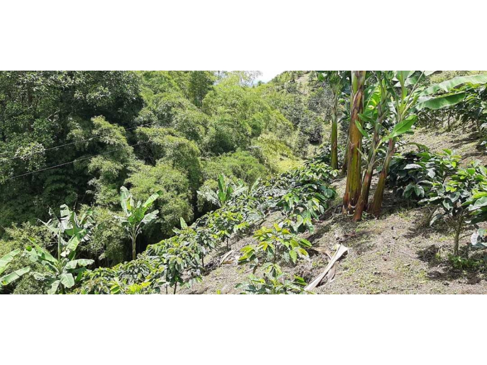 Finca cafetera para la venta vereda el chuzo Santa Rosa de Cabal