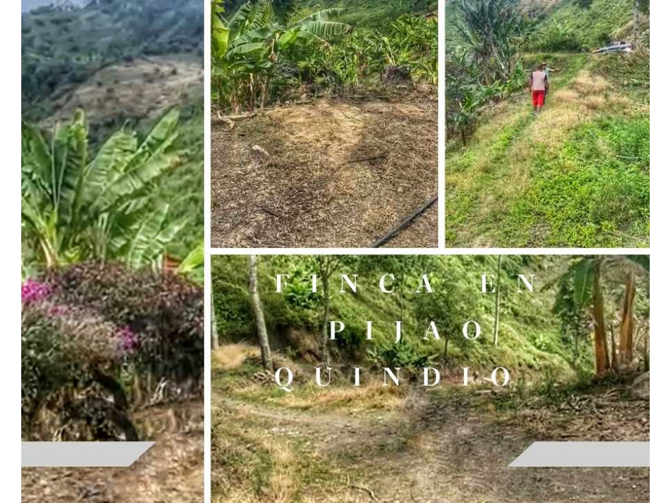 FINCA CON CULTIVOS DE BANANO EN PIJAO