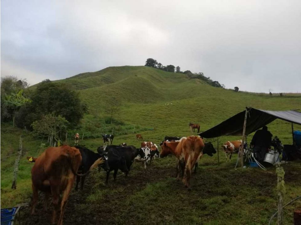 FINCA EN LA UNION 35 CUADRAS 60 MILLONES CUADRA