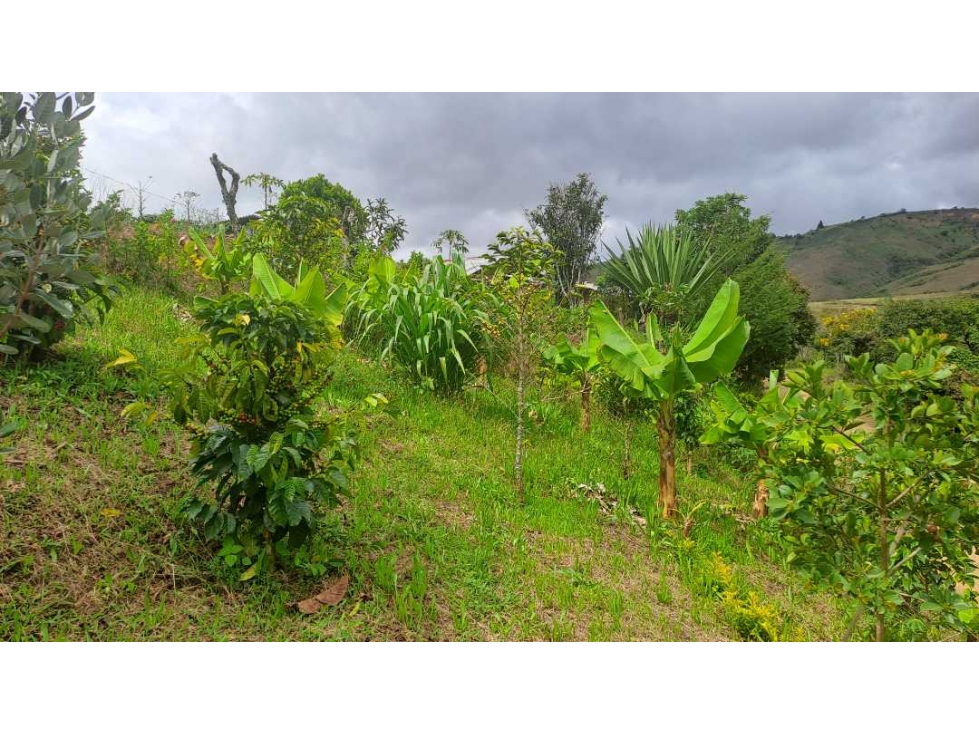 Finca en venta en villa moreno en buesaco Nariño