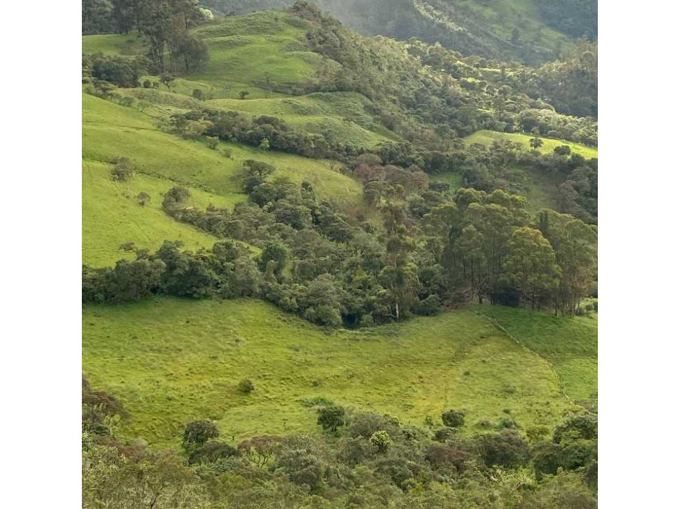 Finca ganadera cerca a La Laguna Azul entre Ubalá y Guayata