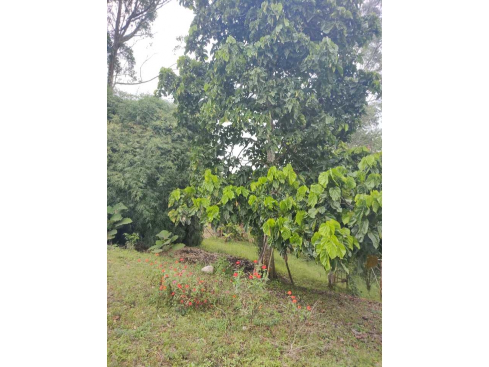 Hermoso terreno muy cerca al parque del café