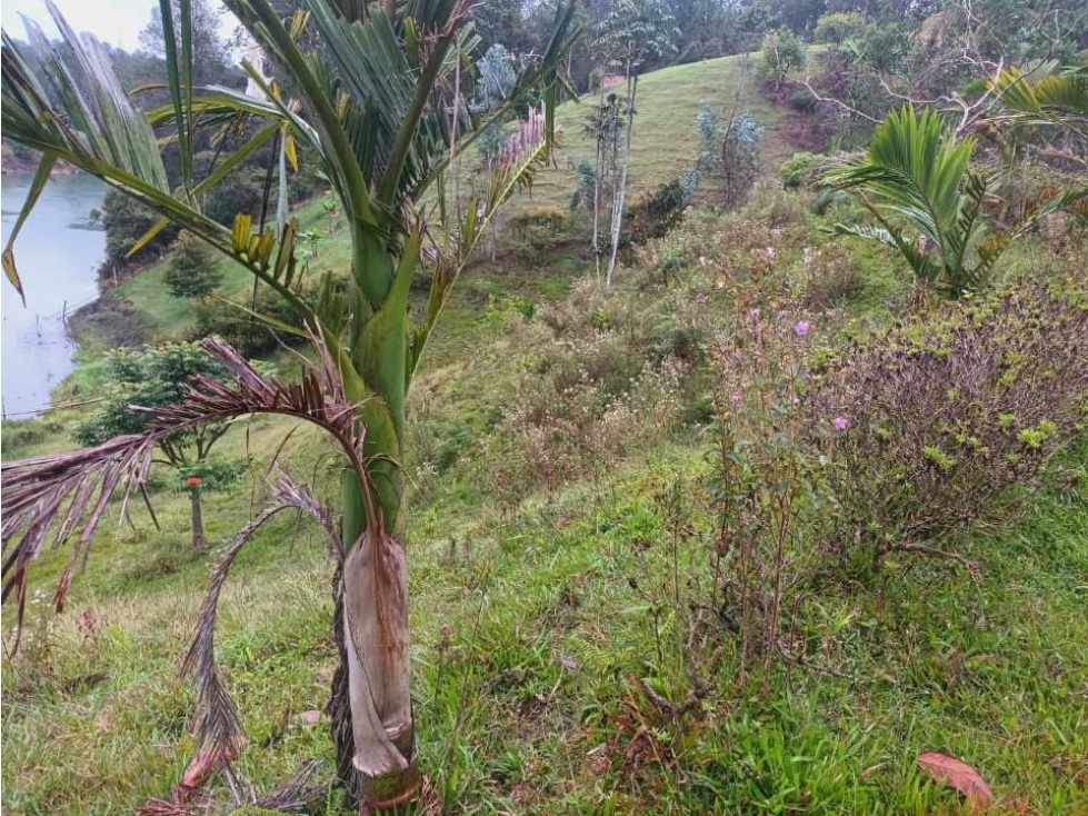 Lote En El Peñol Sector Bonilla