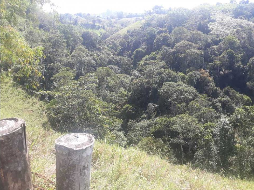 finca en filandia con cultivos de cafe platano aguacate y pasto