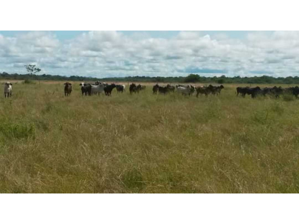 Vendo finca  ganadera  en necocli antioquia