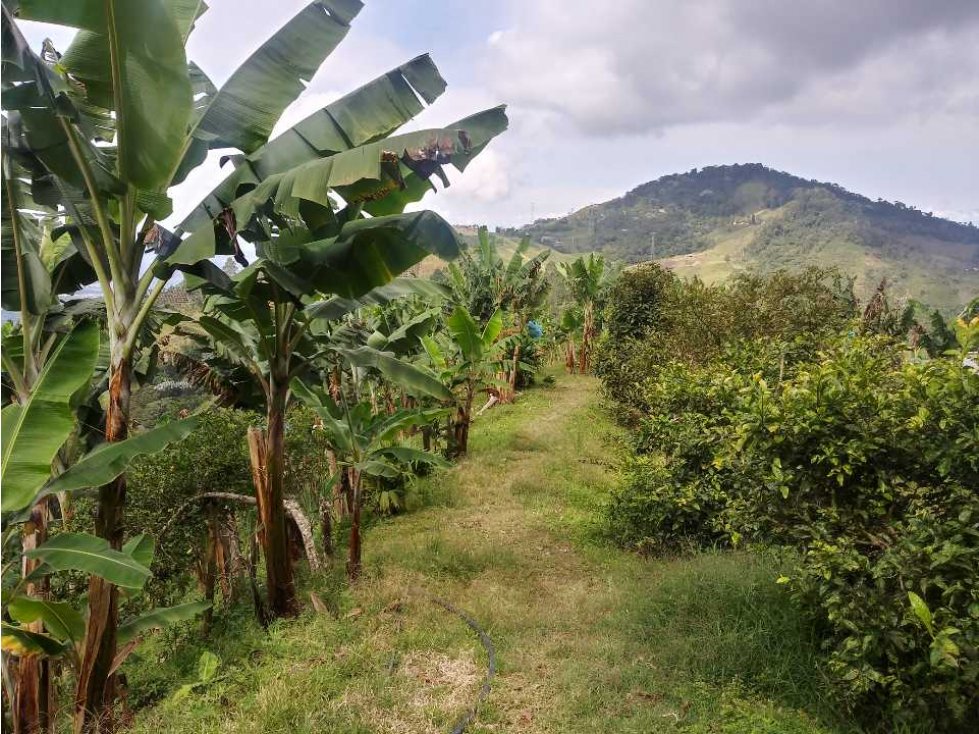 Venta de finca en combia sector la convencion