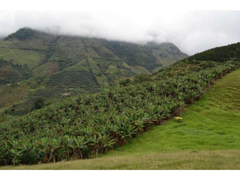 VENTA FINCA ANDES ANTIOQUIA