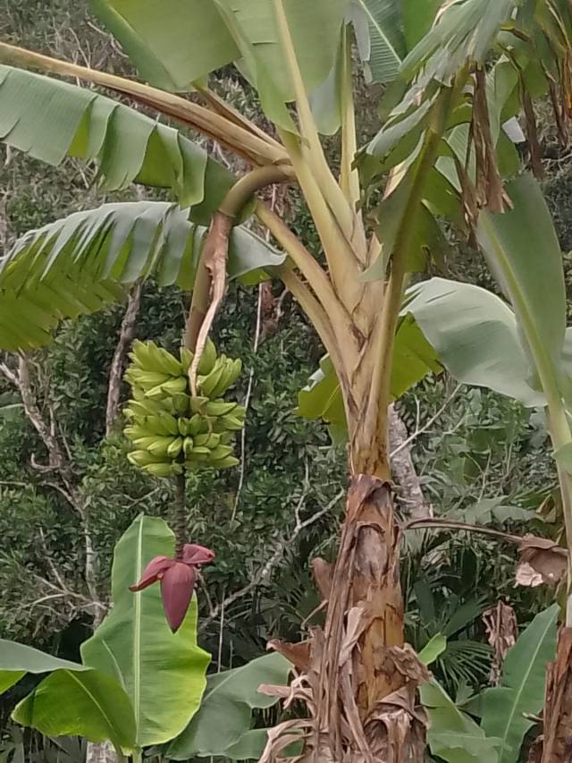 ¡Oportunidad ÚNICA! ¡Vive el sueño campestre! Se vende Espectacular Finca